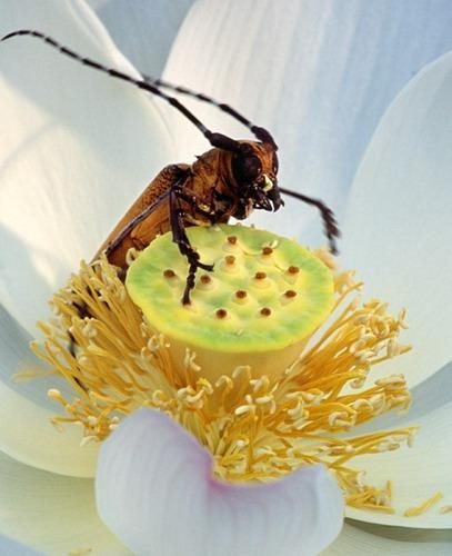 李炎才的社会荣誉