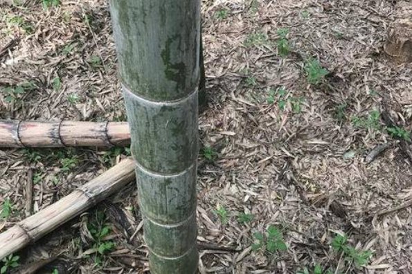 毛竹的收购价？