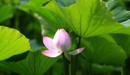 中通外直什么意思