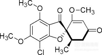 狗狗得了真菌如何快速治疗?