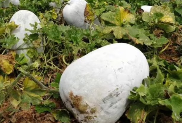 “大”开眼界！老人种出104斤巨型大冬瓜，巨型冬瓜的口味会有所变化吗？