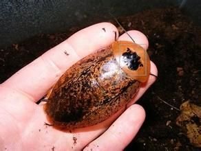 秘鲁巨人蟑螂的介绍