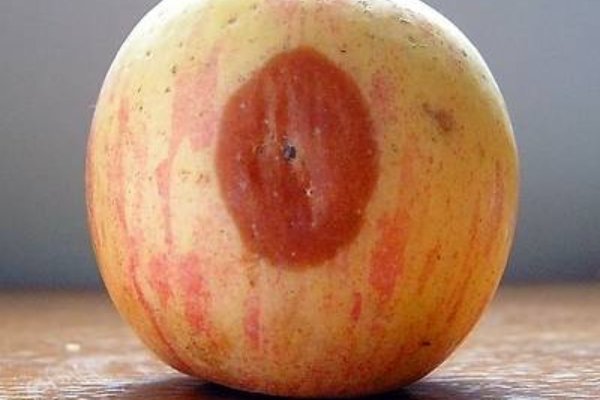 bad apple什么意思