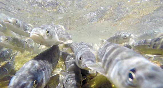 青海湖湟鱼资源量十年增长42倍，是如何实现的？