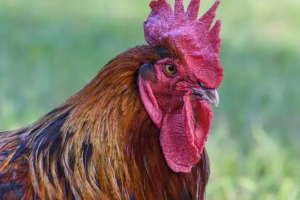 晚年守寡的5个属相