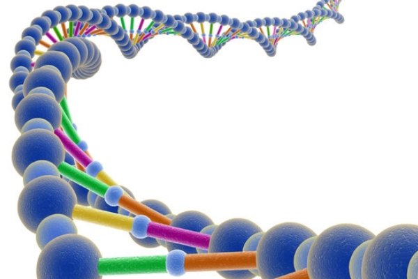 人与动物的dna有什么区别？