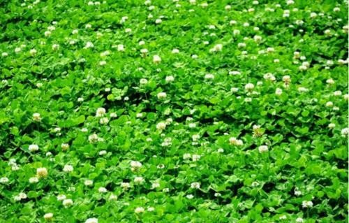 白三叶种子价格是多少？