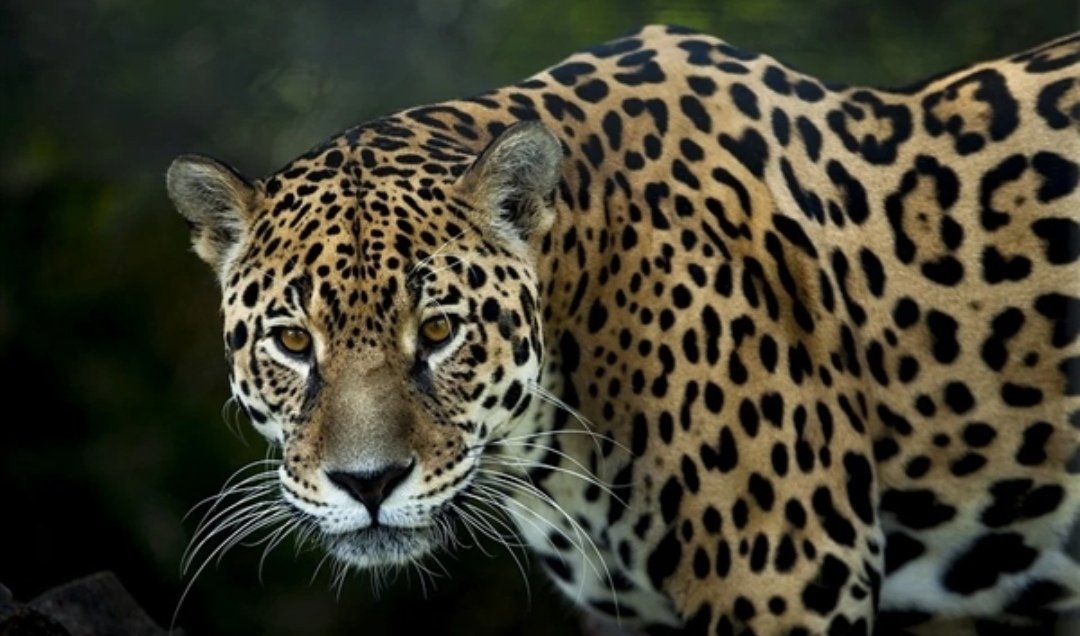 外逃金钱豹曾与狗短暂纠缠，随后纵身一跃跳墙离去，金钱豹是否受伤了？