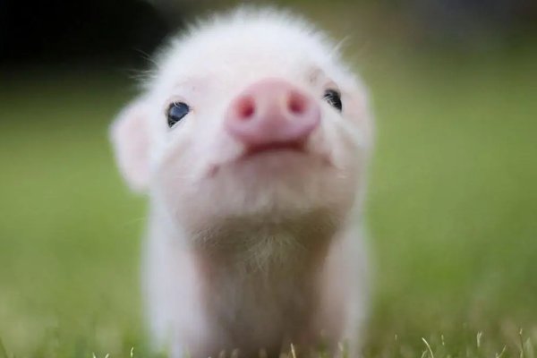 晚年守寡的5个属相