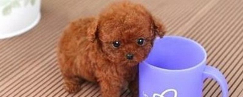 茶杯犬怎么形成的?