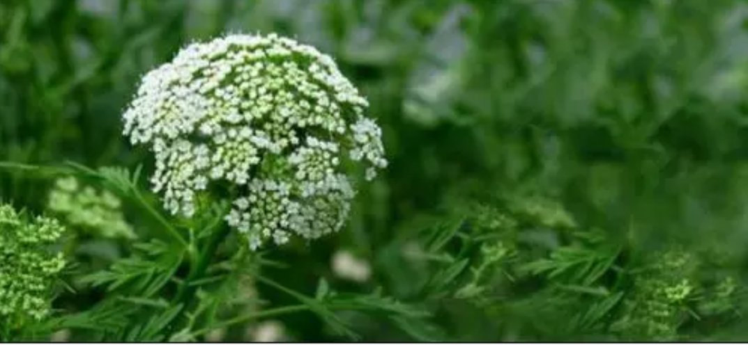 什么花在不同的时间开放？