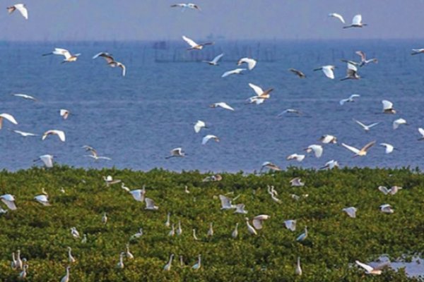 自然保护区的“三区”是指哪三区? a. 核心区 b. 集中区 c. 缓冲区 d. 实