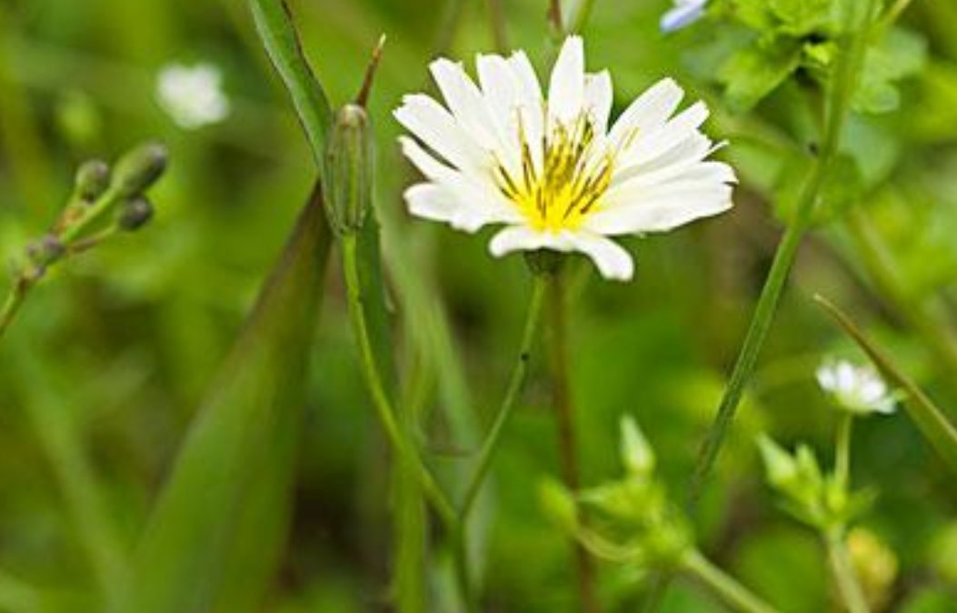 什么花在不同的时间开放?
