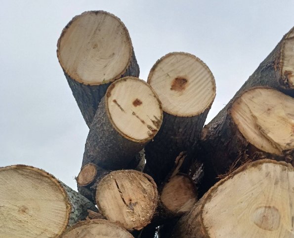 泡桐木家具的优缺点