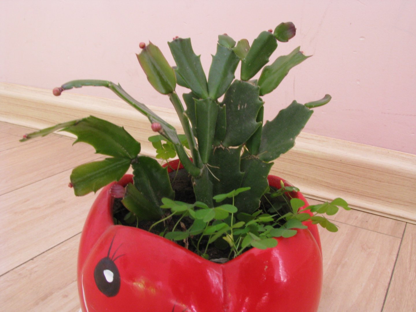 毛蟹爪莲的园林用途