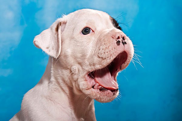 狗狗被蛇伤咬脸肿成狗熊！狗狗被蛇咬后，主人该怎么办？