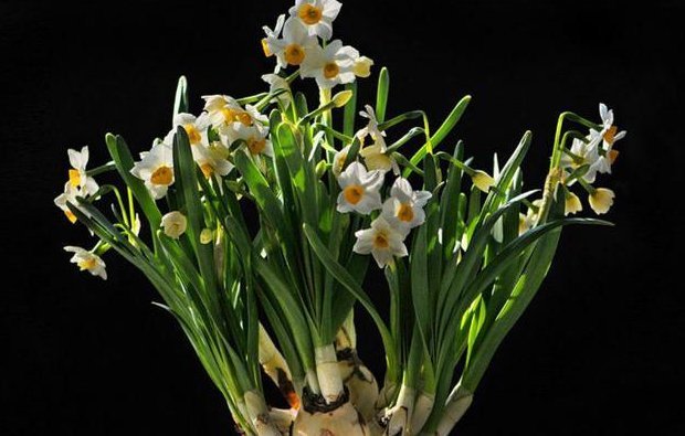 花中之仙是什么花