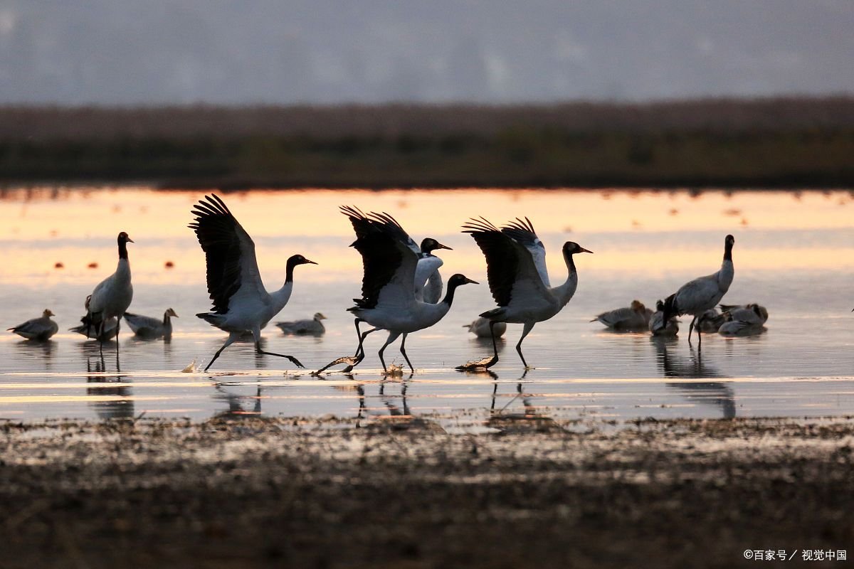 呼朋引伴的意思