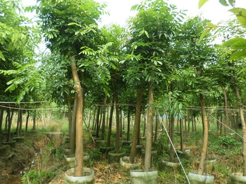 《桃花心木》的主要内容是啥？