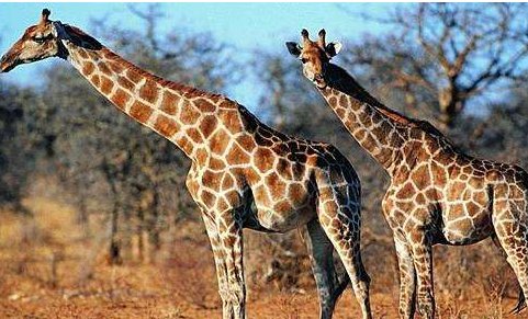 giraffe怎么读音是什么