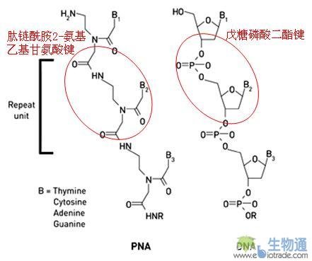 肽核酸的介绍