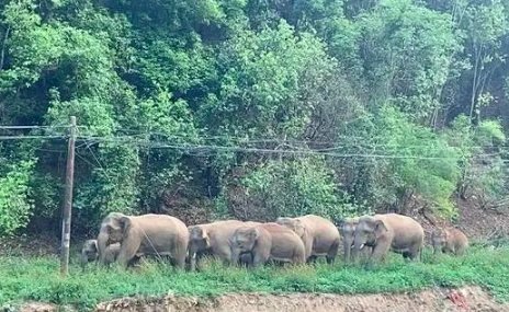 云南象群快到家了吗？