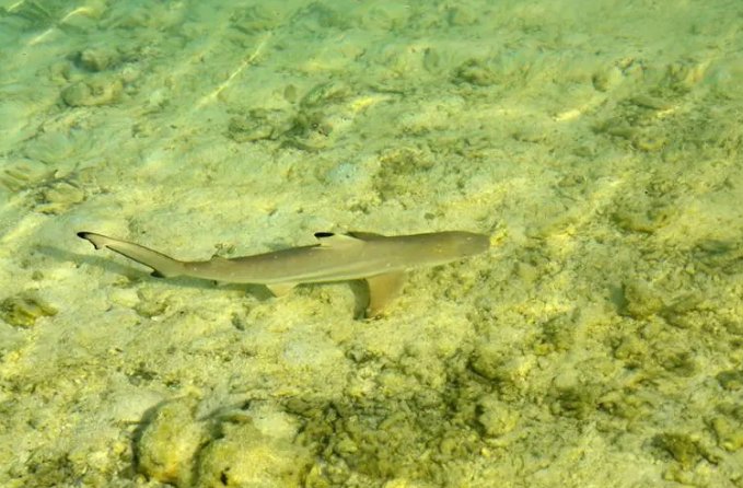 十大变异鲨鱼有那些？