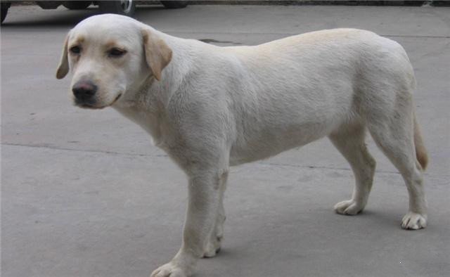 滞留在上海司机吃10天泡面喂副驾爱犬鸡蛋，狗狗有个怎样的主人？