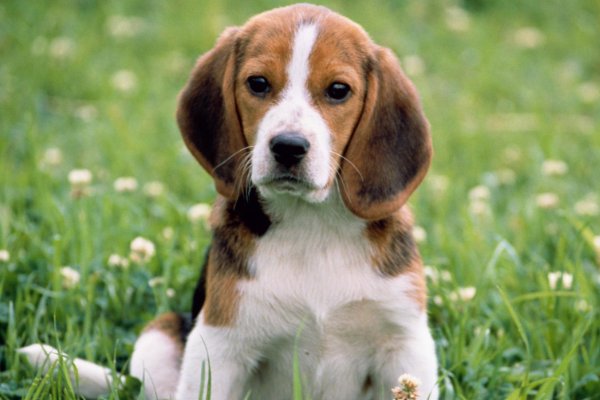 晚年守寡的5个属相