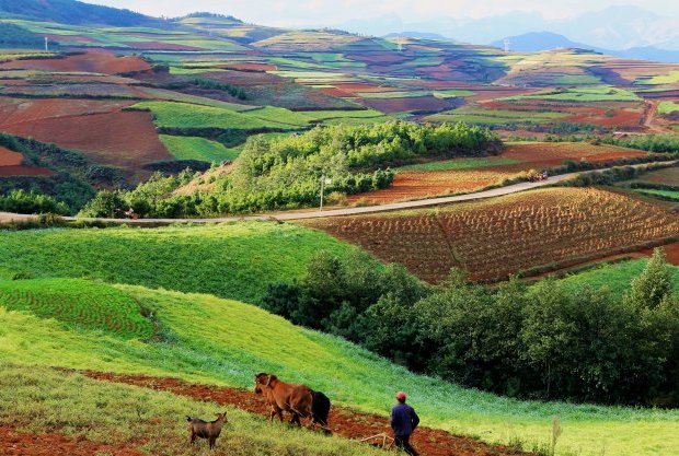 红土地适合什么作物种植？