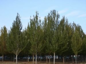 黑杨的病虫防治