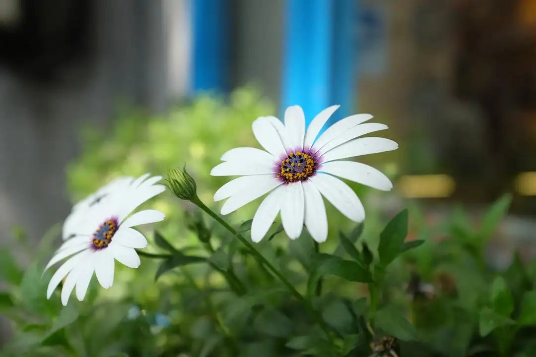 意大利的国花是什么花