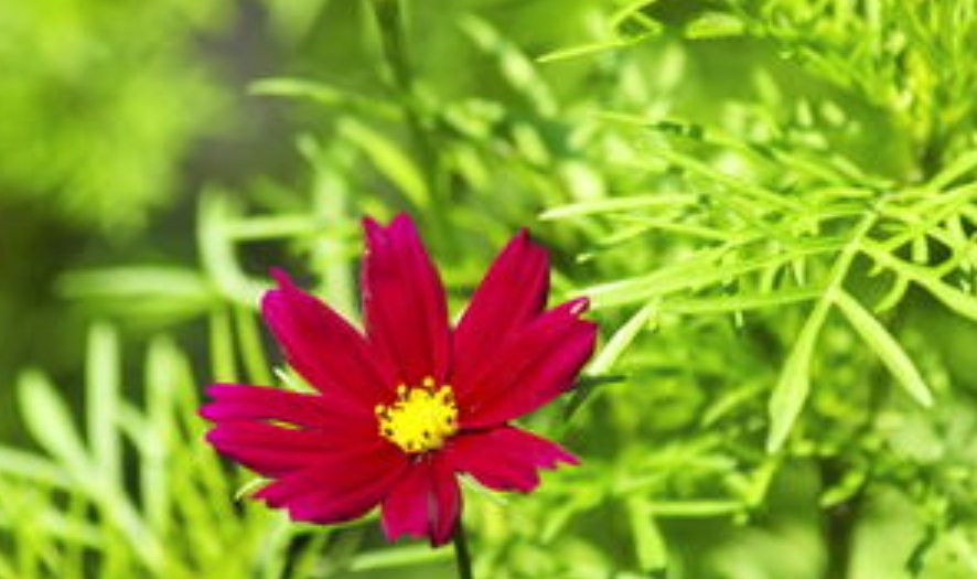 什么花在不同的时间开放?