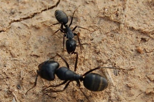 蚂蚁有视觉吗？