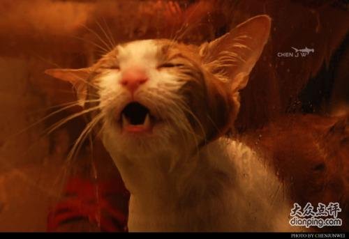 冲凉死的事件简介