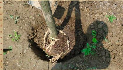 谁给我一张种树的完整步骤图？？急用，谢谢。