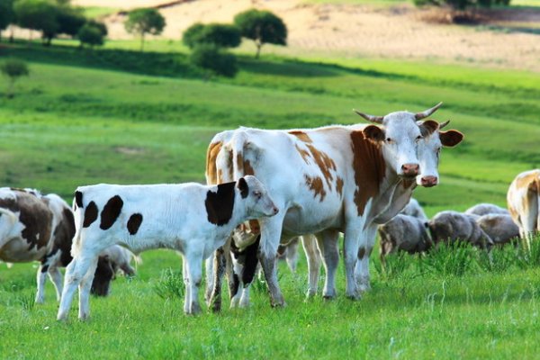 牛和鹅优化设计答案