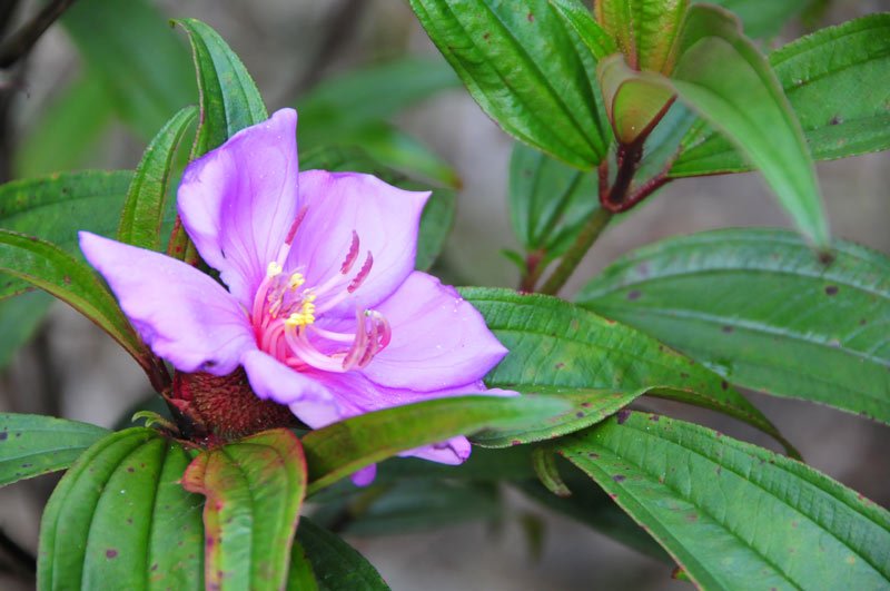 保亭花的基本信息