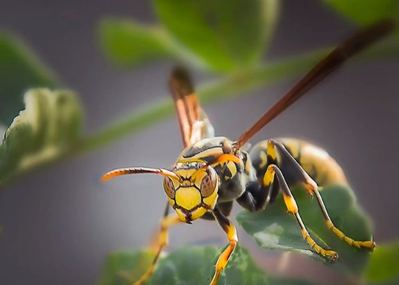 中国十大最致命毒虫