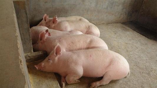 大白猪就是大约克猪吗？