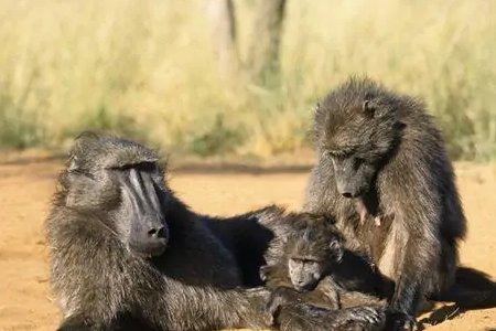 狒狒和大猩猩哪个属于猴科动物