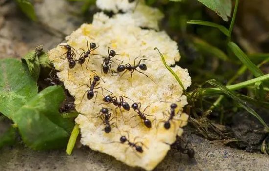 蚂蚁搬家的原因