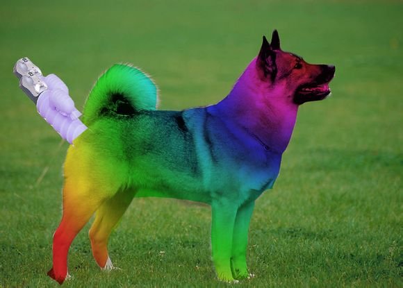 彩色狗的图片