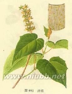 楸叶泡桐的形态特征