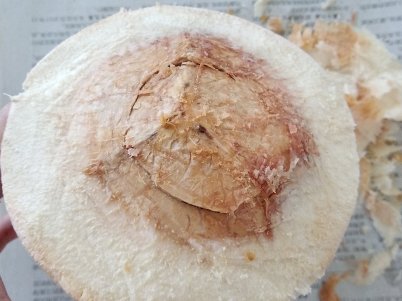 带皮的椰子，那最外面的那层皮应该怎样去掉呢？