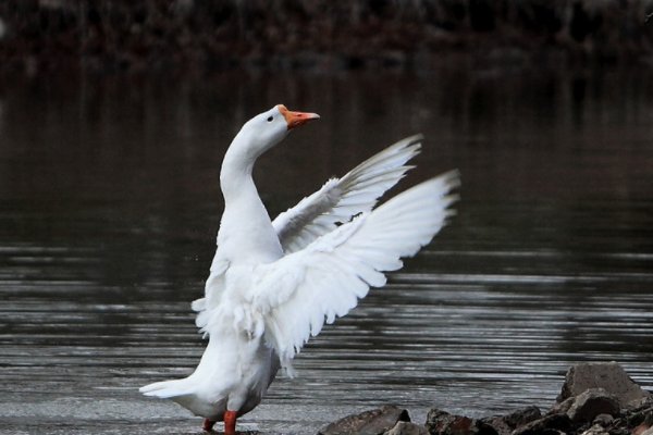 牛和鹅优化设计答案