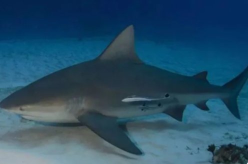 十大变异鲨鱼有那些？