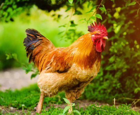 性格多变，总是喜怒无常的生肖，是哪些生肖呢？