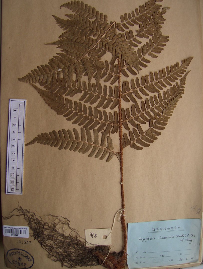 中国数字植物标本馆的数据库