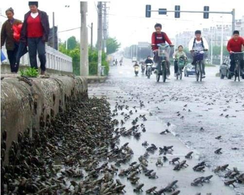 世界各地下过哪些“动物雨”，这些动物雨是如何形成的？